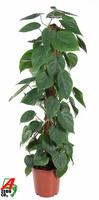Philodendron Scandens Moss Stick