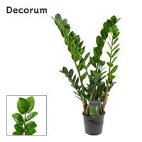 Zamioculcas 5+leafs