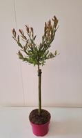 Salix int. Flamingo