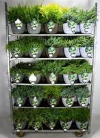Coniferen in varieties