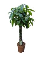 Pachira aquatica braided stem