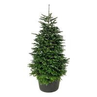 Abies nordmanniana