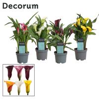 Zantedeschia Mix