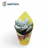 Cotyledon Orbiculata Higginsiae (Sierra)