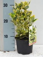 Euonymus jap. Marieke