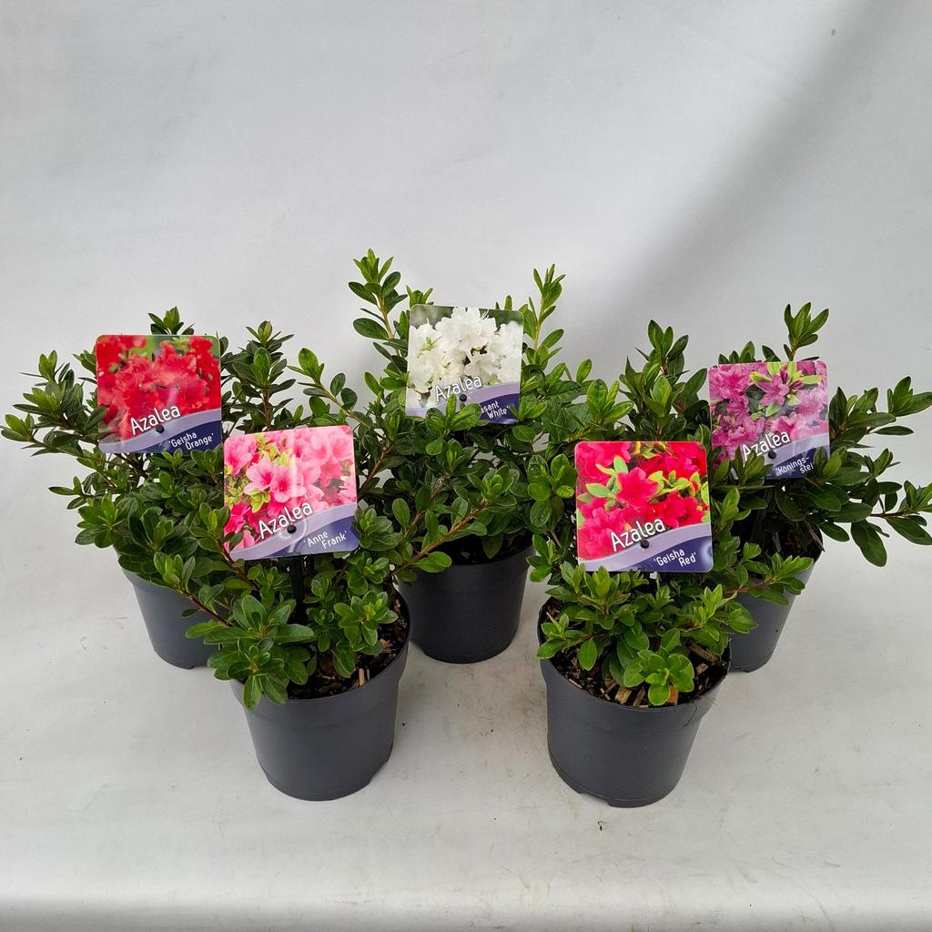 Picture of Rhododendron japonica in varieties P13