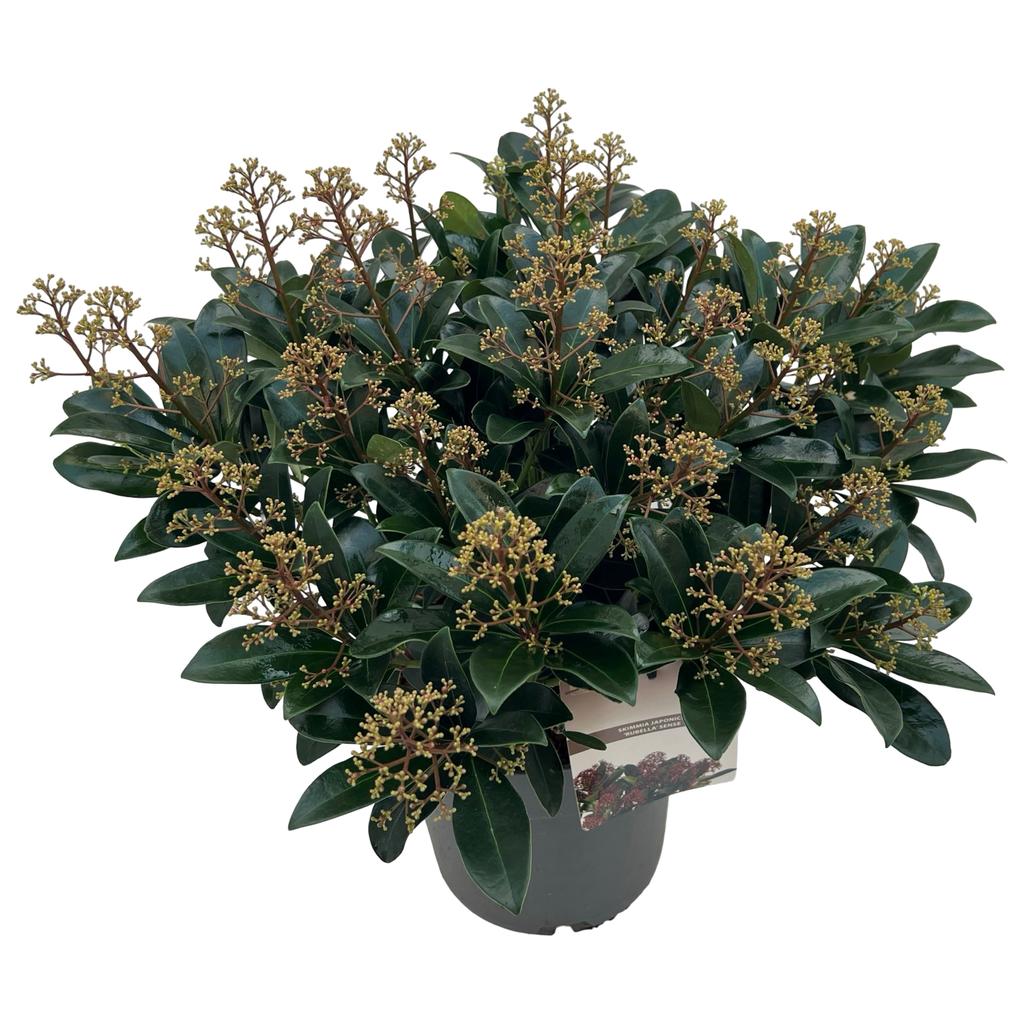 Picture of Skimmia jap. Rubella P23 (5 Ltr)