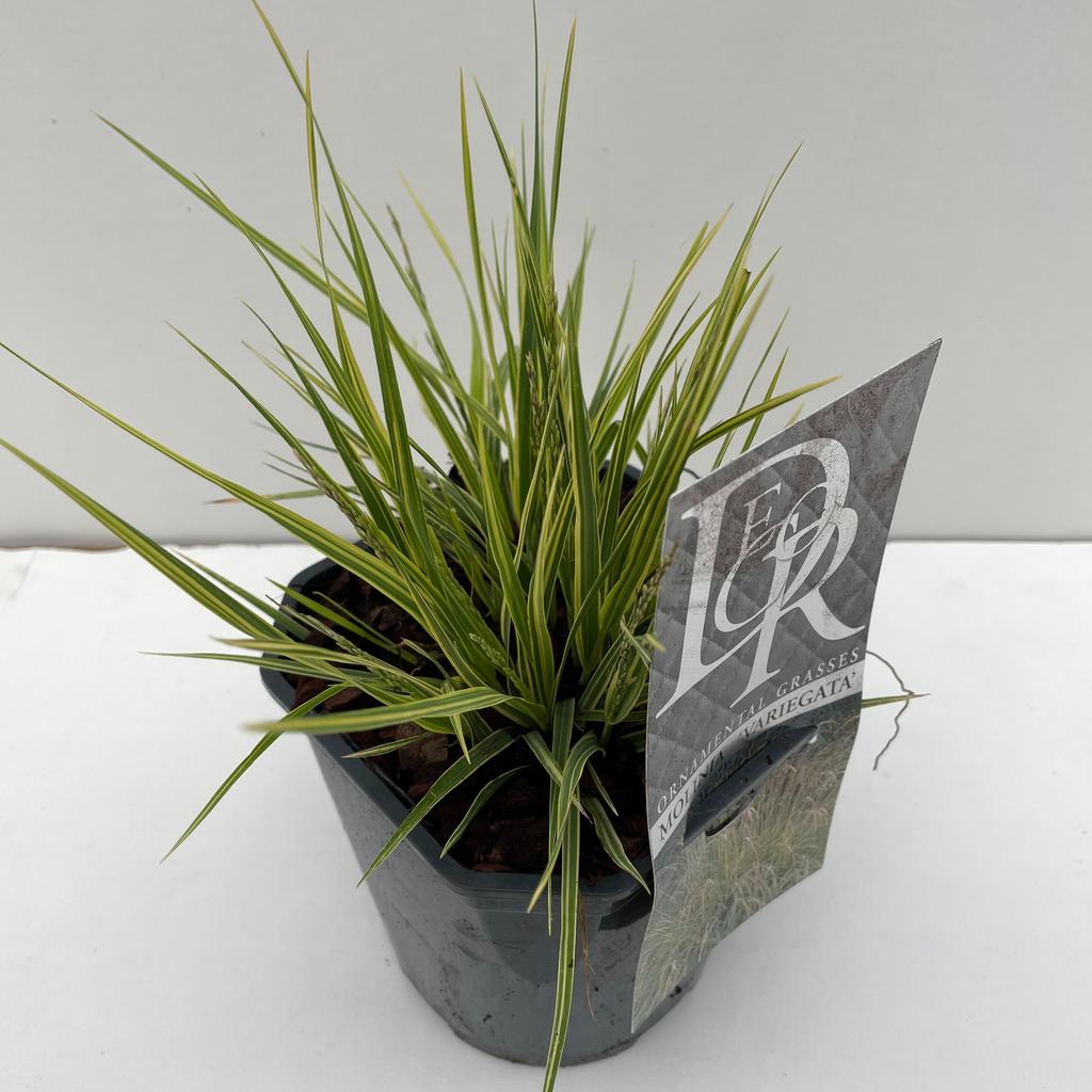 Picture of Molinia Variegata P17 (2 Ltr) Square