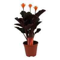 Calathea Crocata 3-4 Flowers basic