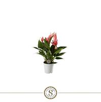 Anthurium Lilli