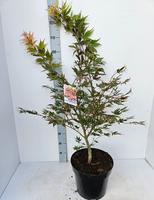 Acer pal. Chitoseyama