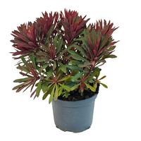 Euphorbia Miner's Merlot