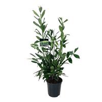 Prunus laur. Caucasica