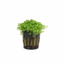 Hemianthus callitrichoides
