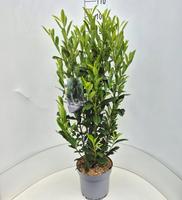 Prunus l. Elly
