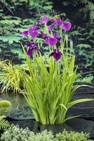 Iris kaempferi