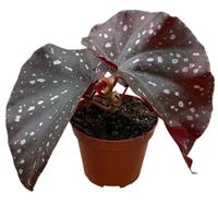 Begonia Palmata D Don