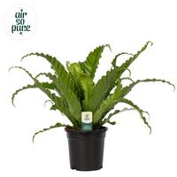 Asplenium Osaka - Air So Pure (INDOOR)