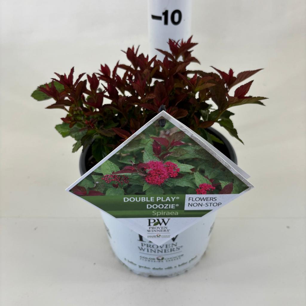 Picture of Spiraea jap. Double Play ® Doozie P19 (3 Ltr)