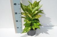 Aucuba jap. Crotonifolia