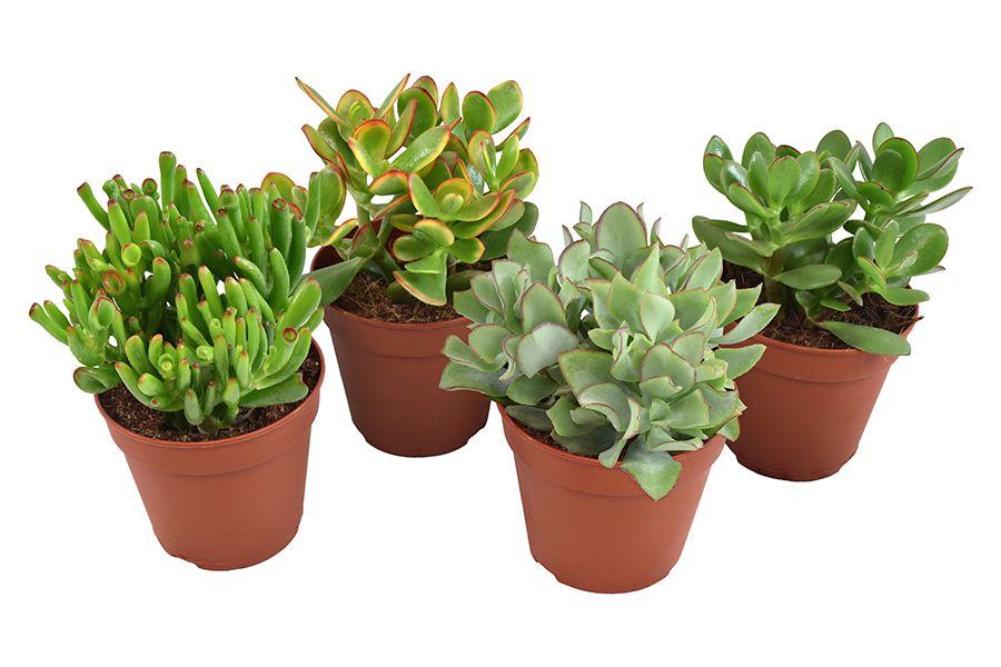Image de Crassula mix P12 20CM