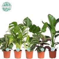 Houseplants Post Mountain in varieties
