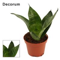 Sansevieria Hahnii Green Hahnii