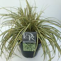 Carex osh. Evergold