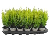 Chamaecyparis law. Erecta Aurea