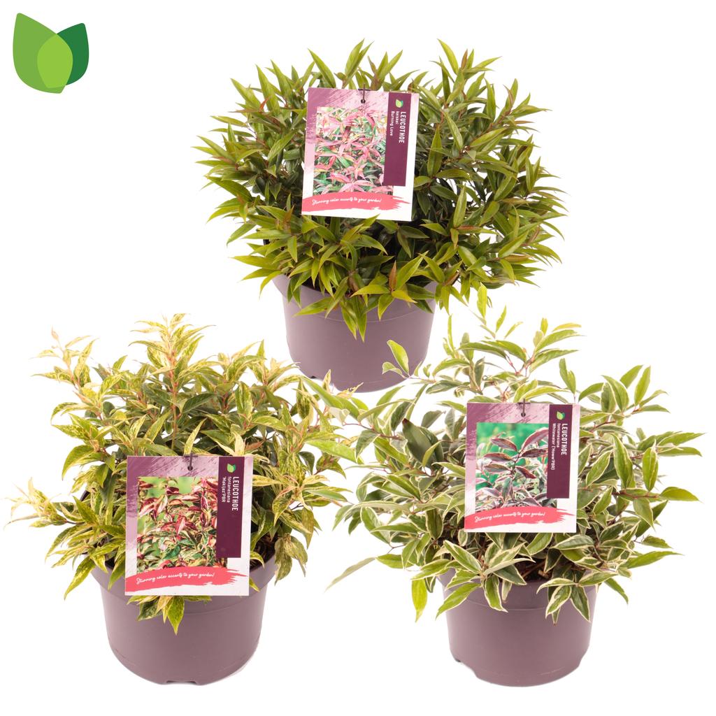 Picture of Leucothoe in varieties P23 (5 Ltr) 30CM