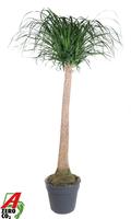 Nolina recurvata stem- 4ft