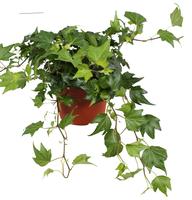 Hedera hel. Green Ripple