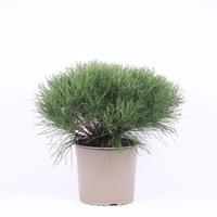 Pinus mugo pumilio