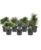 Pinus in varieties