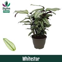 Calathea Whitestar Rhythm of Nature