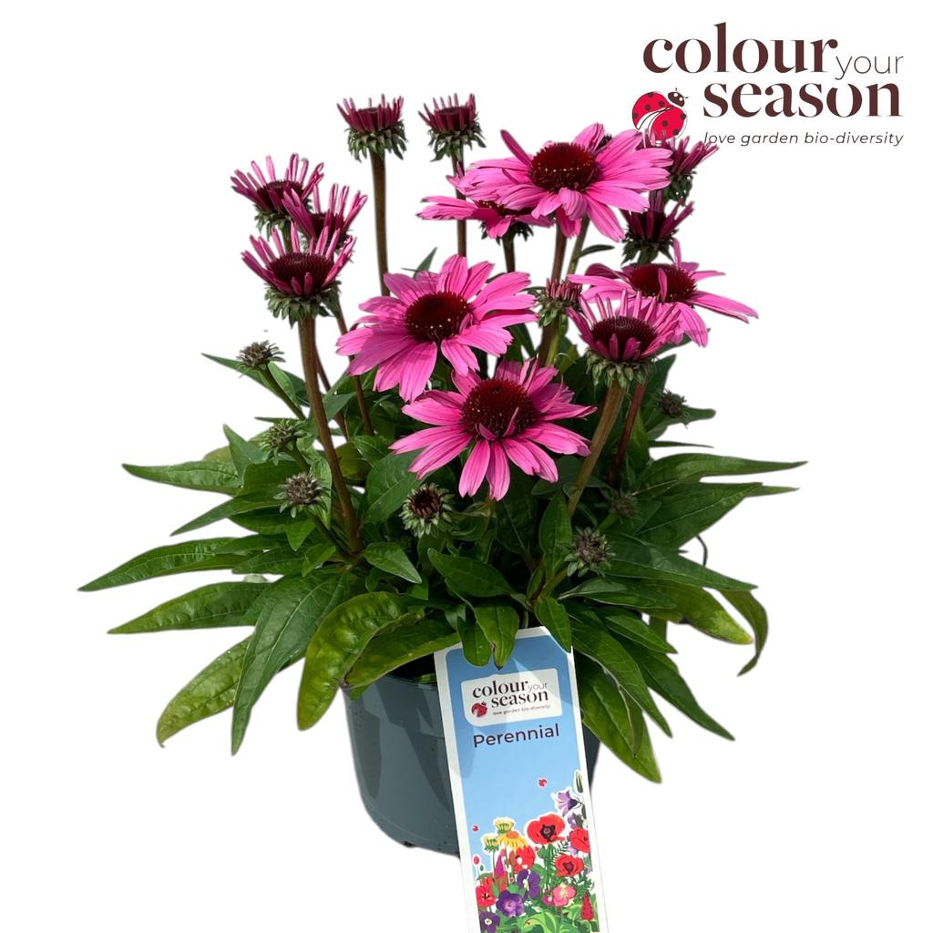 Obrázek Echinacea Mooodz Courage P19 (3 Ltr)