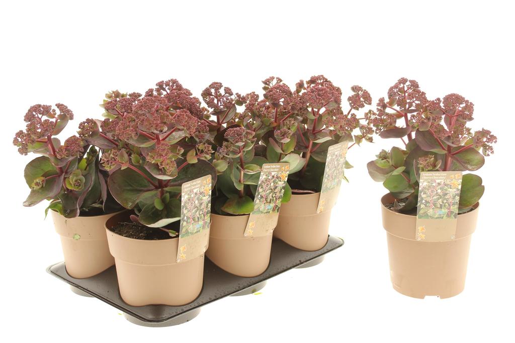 Picture of Sedum Seduction Cherry Chocolate P15