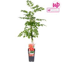 Campsis radicans