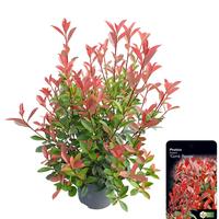 Photinia fras. Carre Rouge