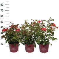 Rosa Easy Elegance in varieties
