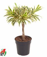 Dracaena Song Of India braided stem