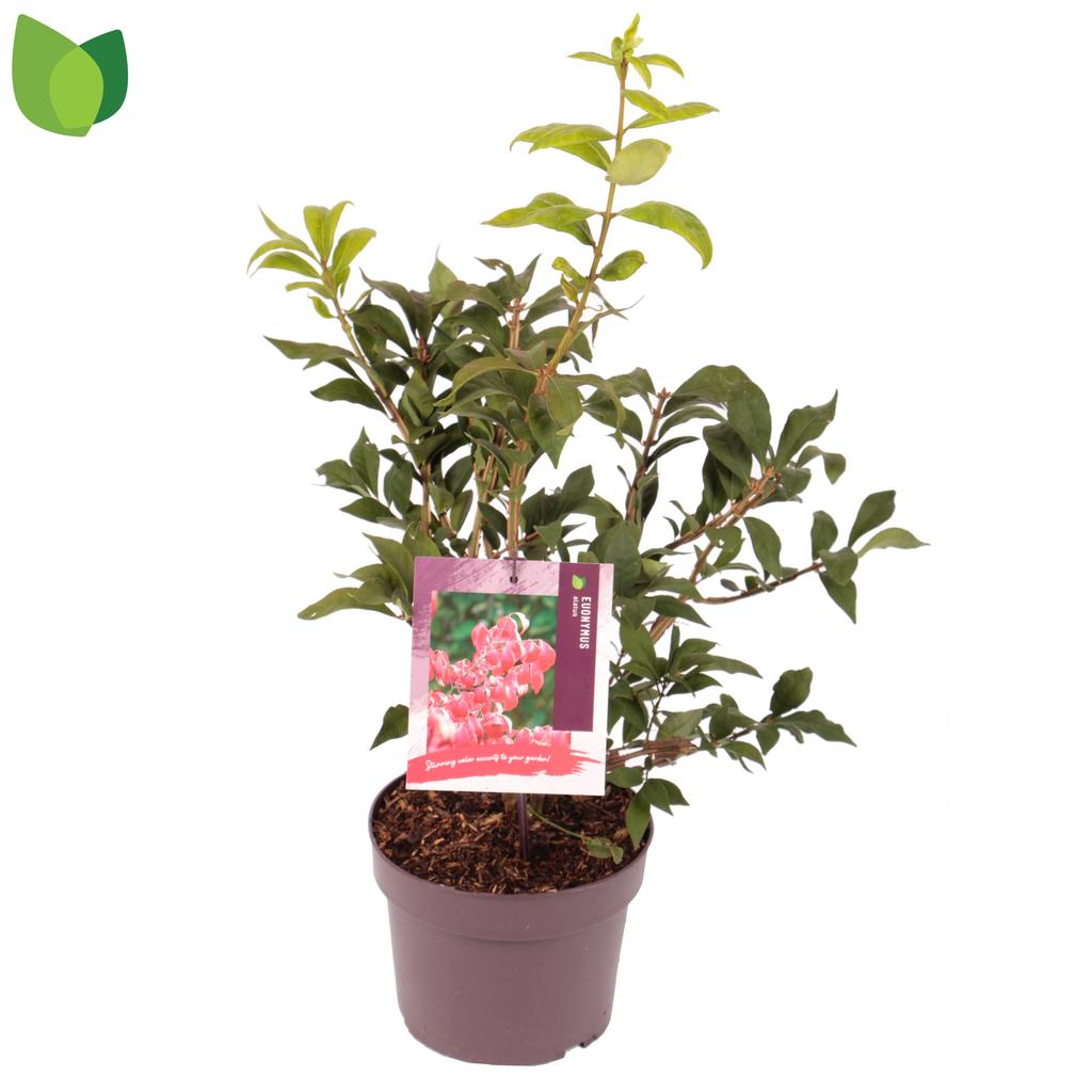 Picture of Euonymus alatus P19 (3 Ltr)