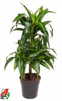 Dracaena Hawaiian 45-carrousel