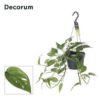 Epipremnum pinn. Cebu Blue