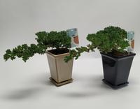 Bonsai Juniperus chin. Cascade (outdoor)