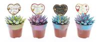 Echeveria miranda multi glitter + love label