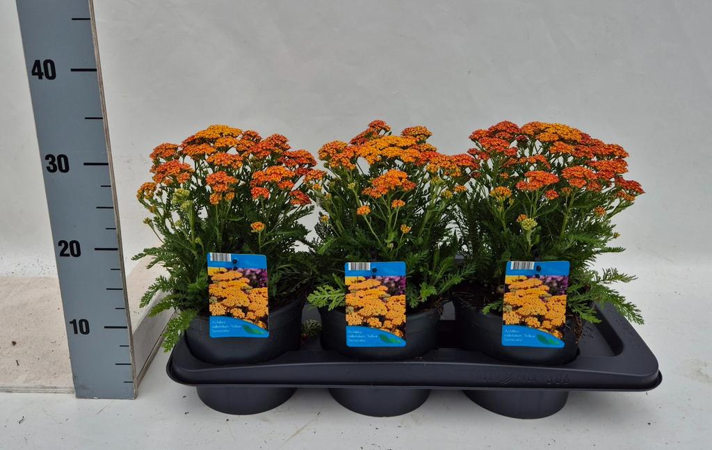 Billede af Achillea mil. Yellow Terracotta P17 (2 Ltr)