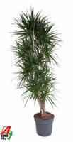 Dracaena marginata branched