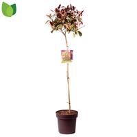 Photinia fras. Red Robin