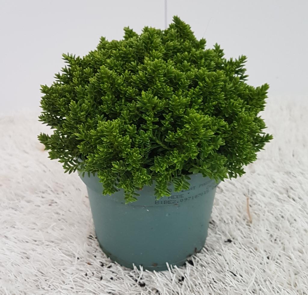 Picture of Hebe Green Globe P10.5 10CM